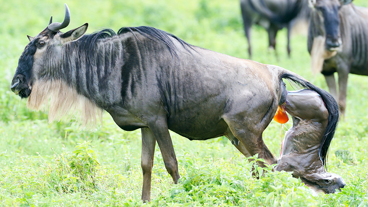 Luxury Serengeti, Ngorongoro & Tarangire Drive-In Safari - Image - 2577